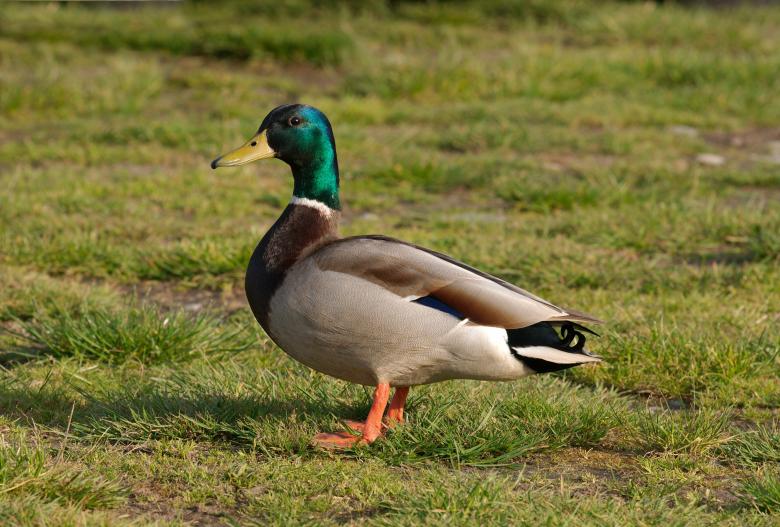 Free stock image of Duck on the Grass created by Pixabay