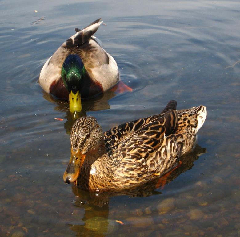 Free stock image of Ducks in the River created by Pixabay
