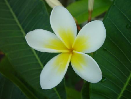 Free Stock Photo of White Flowers