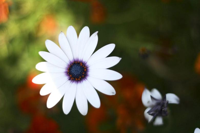 Free stock image of Garden created by Pixabay