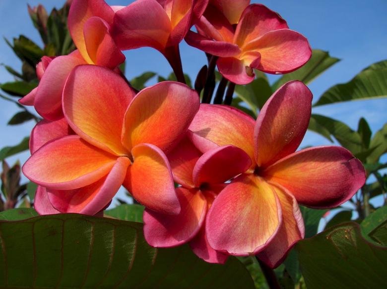 Free stock image of Flowers in the Garden created by Pixabay
