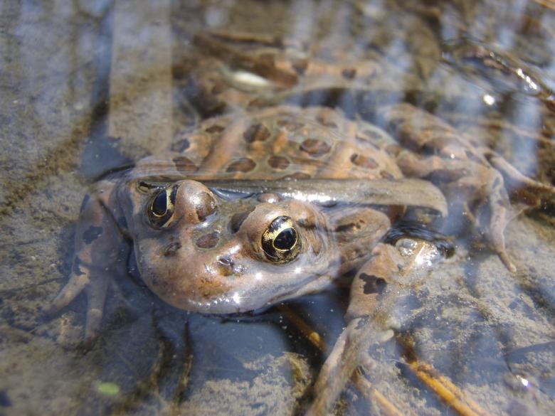 Free stock image of Frog in the Water created by Pixabay