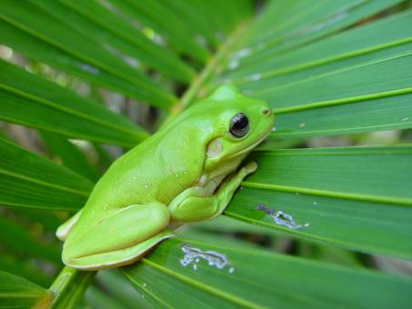 Green Frog - Free Stock Photo