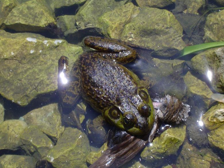 Free stock image of Frog in the Water created by Pixabay
