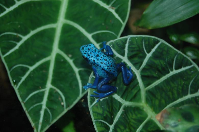 Free stock image of Blue Frog created by Pixabay
