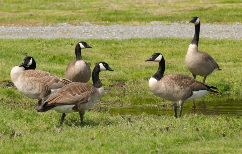 Free stock image of Group of Geese created by Pixabay
