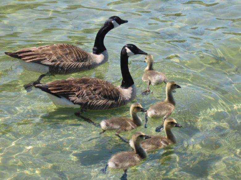 Free stock image of Geese in the River created by Pixabay