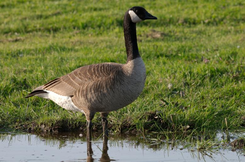 Free stock image of Goose in the Water created by Pixabay