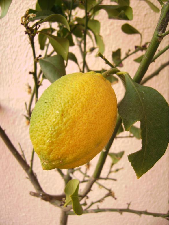 Free stock image of Fresh Lemon created by Pixabay