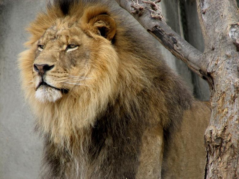 Free stock image of Lion with  Beard created by Pixabay