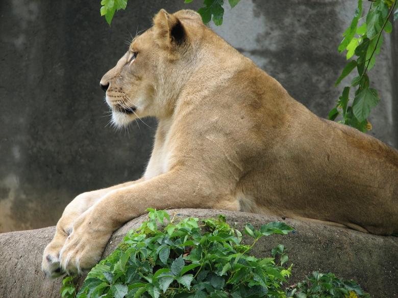 Free stock image of Lion in the Zoo created by Pixabay