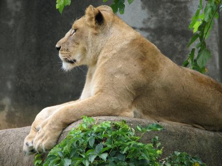Free Stock Photo of Lion in the Zoo
