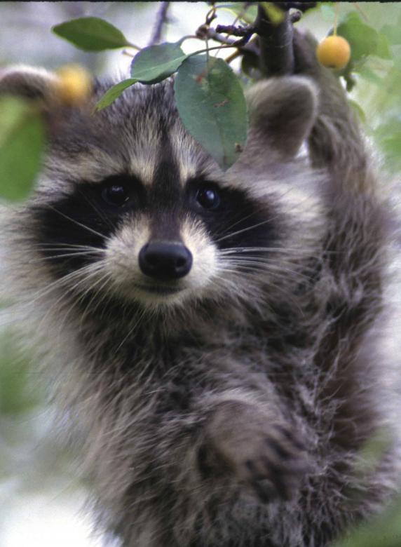 Free stock image of Raccoon on the Tree created by Pixabay