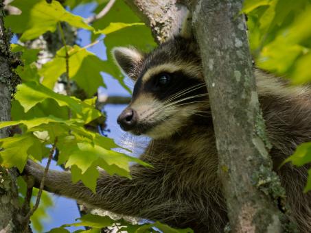 Free Stock Photo of Raccoon on the Tree