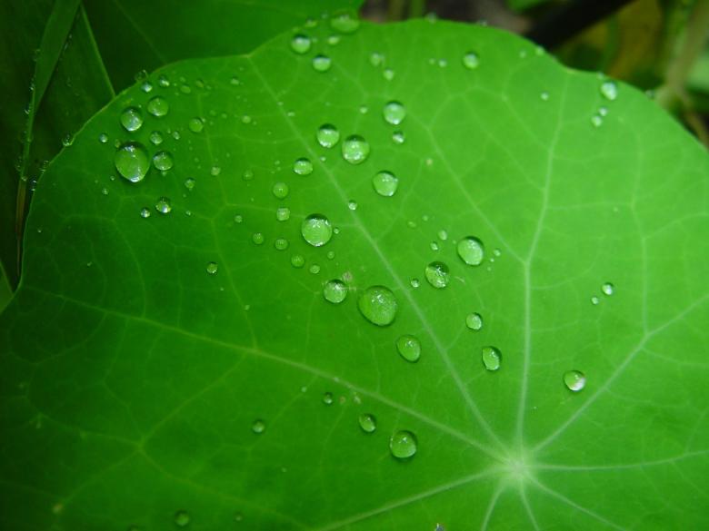 Free stock image of Raindrops on the Leave created by Pixabay