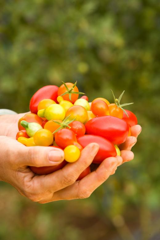 Free stock image of Bunch of Tomatoes created by Pixabay