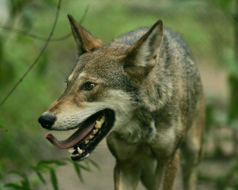 Free stock image of Wild Wolf created by Pixabay