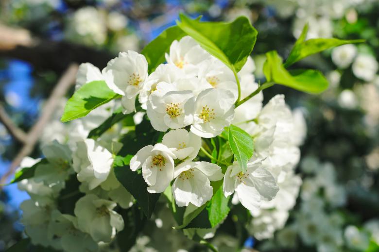 Free stock image of Blossom created by Mikhail