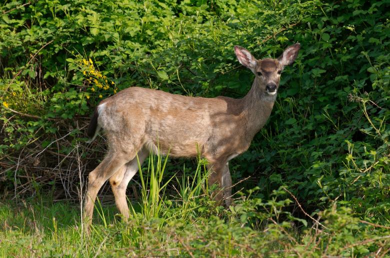Free stock image of Wild Deer created by Pixabay