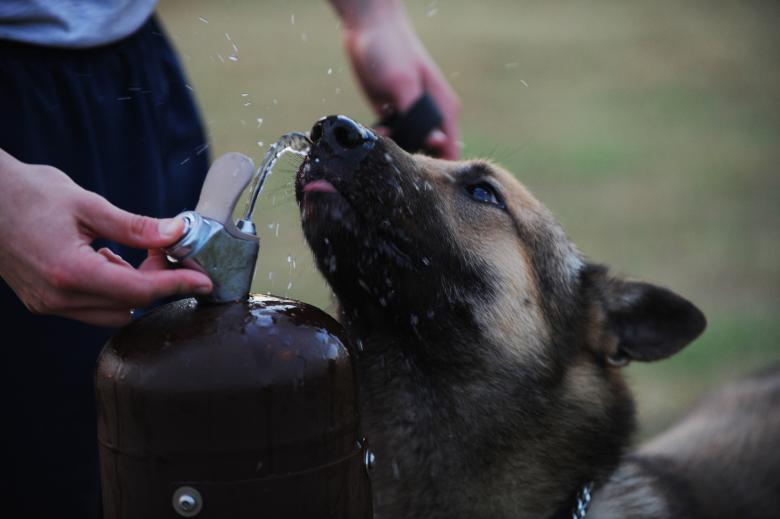 Free stock image of Dog Drinking Water created by Pixabay