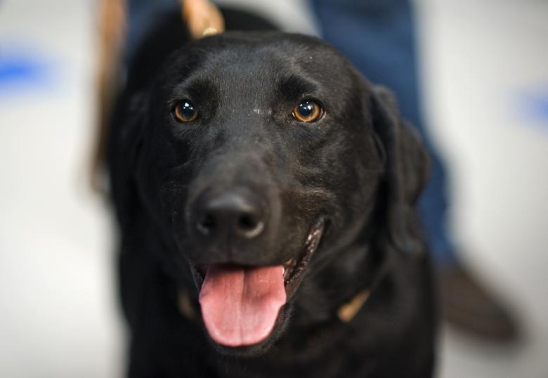 Free stock image of Black Dog created by Pixabay