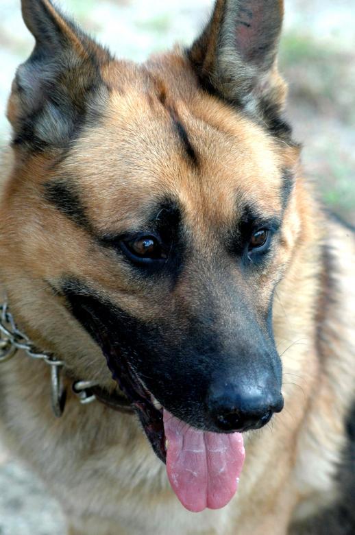 Free stock image of Military Dog created by Pixabay