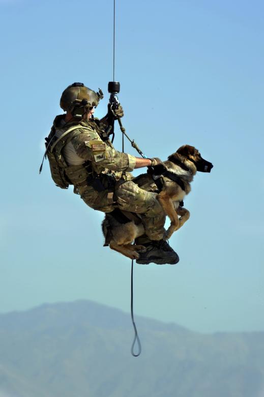 Free stock image of Military Dog created by Pixabay