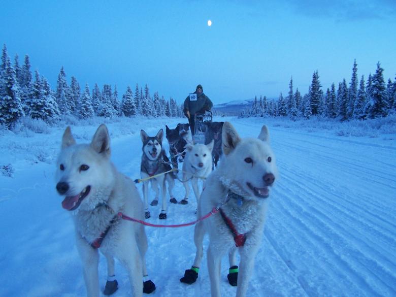 Free stock image of Dogs in Winter  created by Pixabay