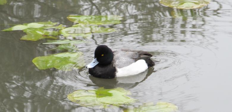 Free stock image of Duck in the Lake created by Pixabay