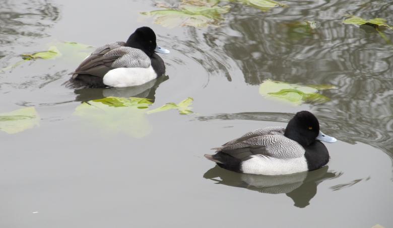 Free stock image of Ducks in the River created by Pixabay