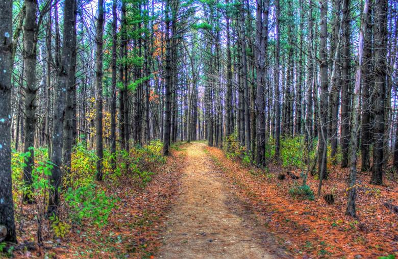 Free stock image of Wild Forest created by Pixabay