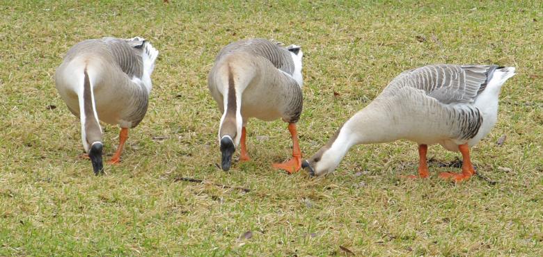 Free stock image of Geese created by Pixabay