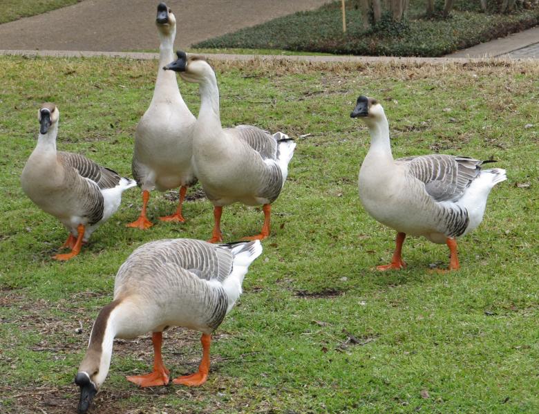 Free stock image of Group of Geese created by Pixabay