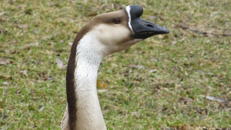 Free stock image of Goose Upclose created by Pixabay