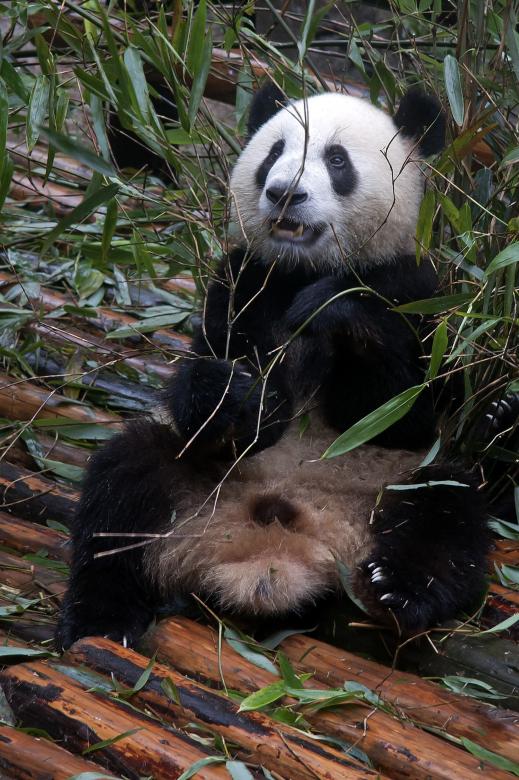 Free stock image of Panda in the Jungle created by Pixabay