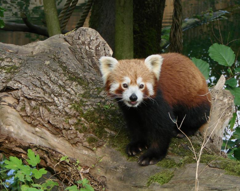 Free stock image of Little Panda created by Pixabay