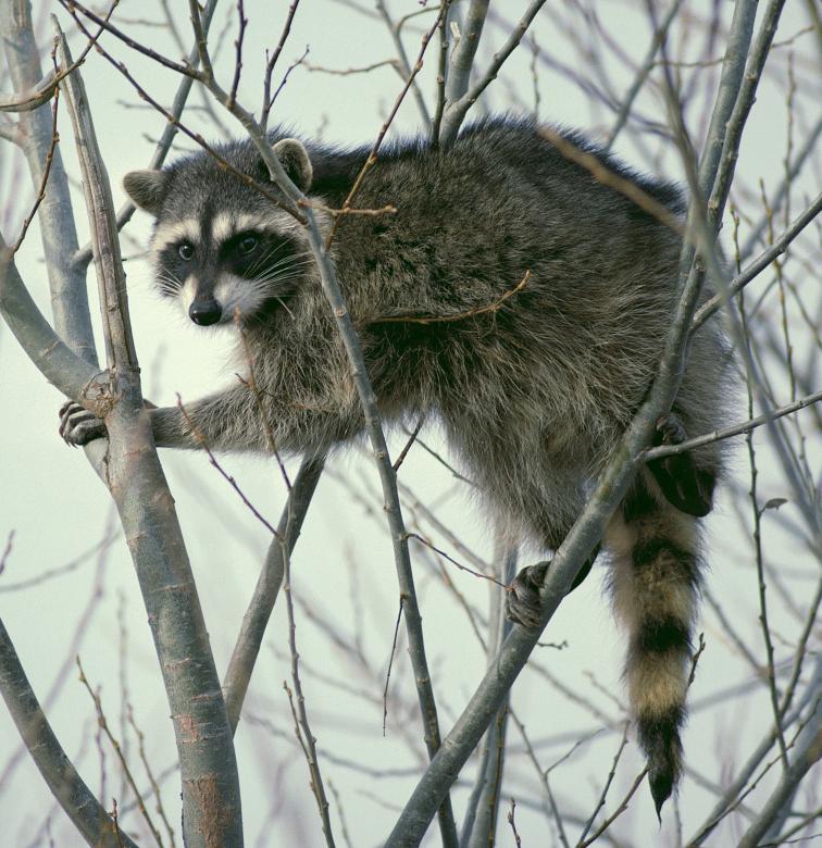 Free stock image of Raccoon on the Tree created by Pixabay