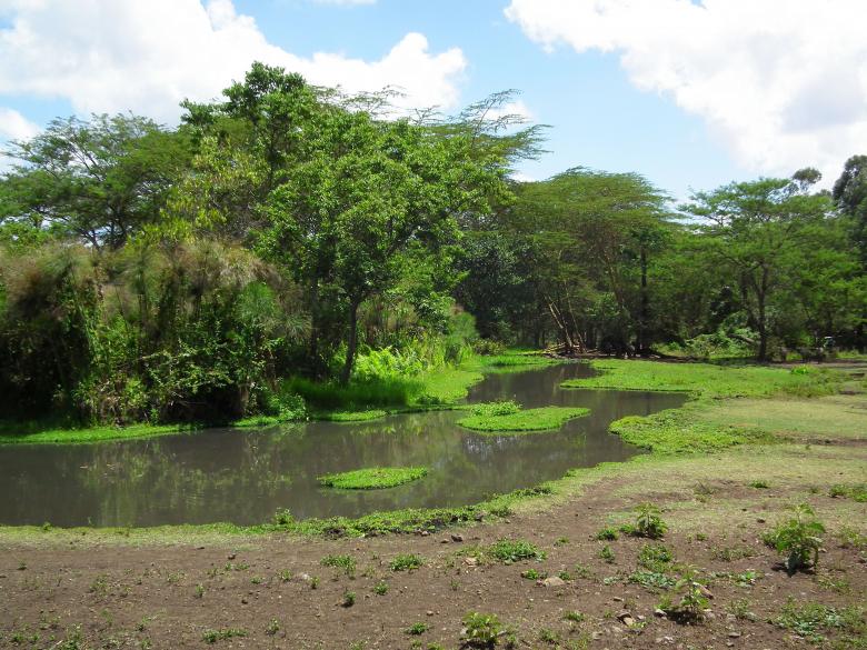 Free stock image of Watering Hole created by terry robinson