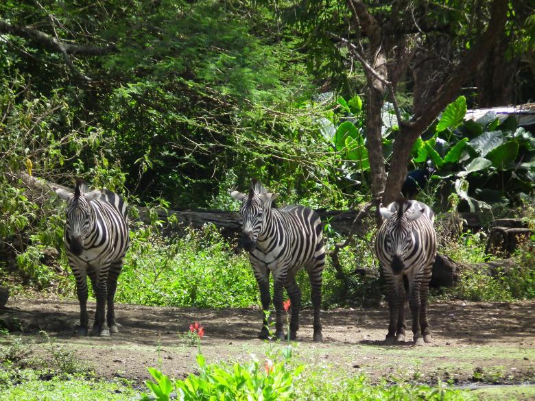 Free stock image of Herd of Zebra created by terry robinson
