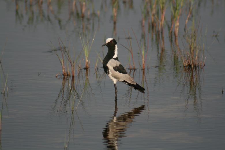 Free stock image of Bird in the Water created by Pixabay