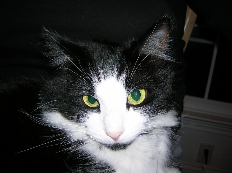 Free stock image of Pet created by Pixabay