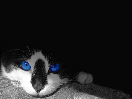 Free Stock Photo of Pet
