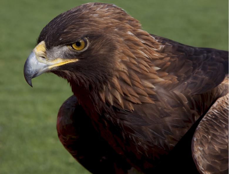 Free stock image of Brown Falcon created by Pixabay