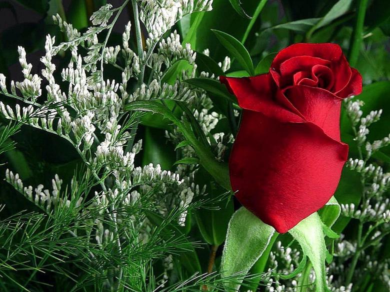 Free stock image of Rose in the Garden created by Pixabay