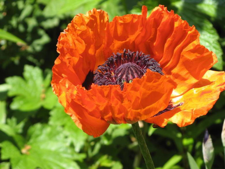 Free stock image of In the Garden created by Pixabay
