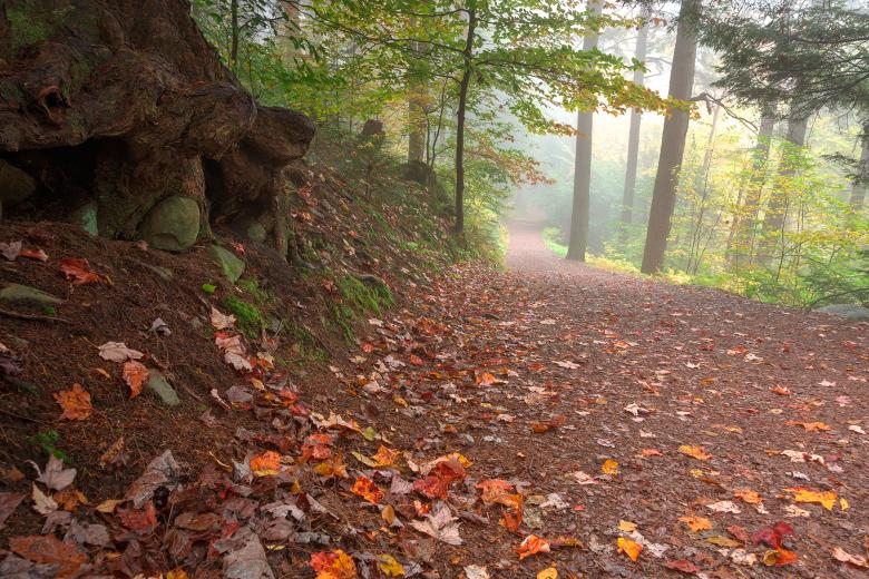 Free stock image of Misty Autumn Trail - HDR created by Nicolas Raymond