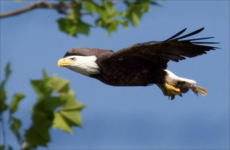 Free stock image of Bald Eagle created by Pixabay