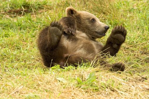 Free Stock Photo of Bear Cub