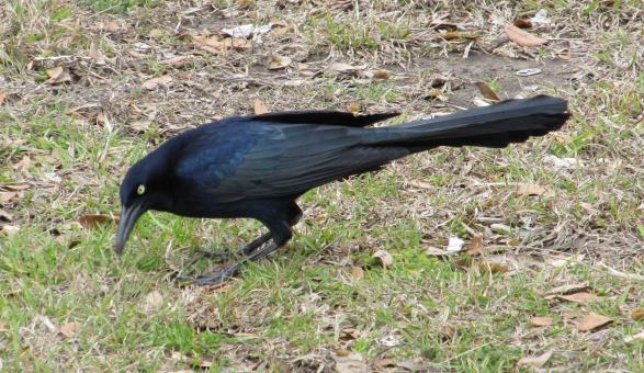 Black Bird on the Grass - Free Stock Photo