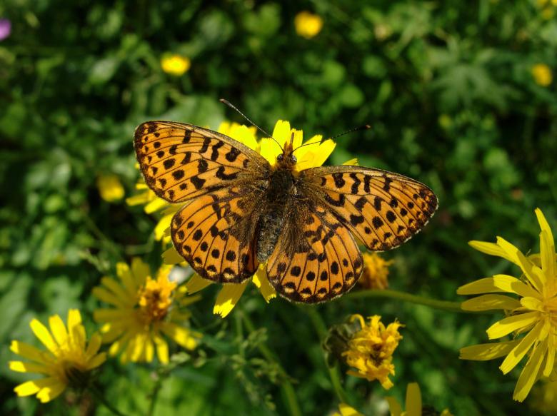Free stock image of Butterfly in the Garden created by Pixabay